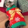 Christmas Present Pet Sweater